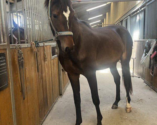 jumper Wunschkind (German Sport Horse, 2021, from Cador 5)