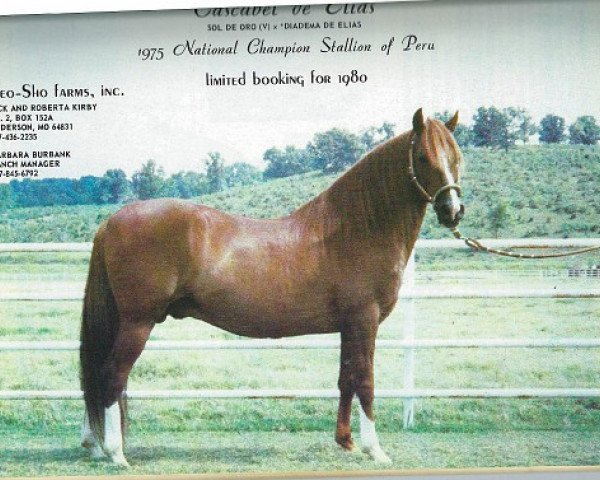 stallion AEV Cascabel (Peruvian Paso, 1968, from Sol de Oro V)