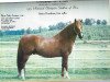 Deckhengst AEV Cascabel (Paso Peruano, 1968, von Sol de Oro V)