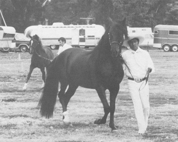 stallion Herculeo (Peruvian Paso, 1972, from Hercules)