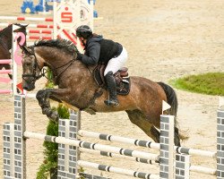 Springpferd Cogumelo (Holsteiner, 2016, von Colman)