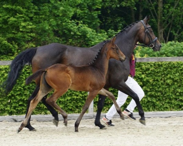 Dressurpferd Wahre Freude (Deutsches Sportpferd, 2023, von Fair Deal)