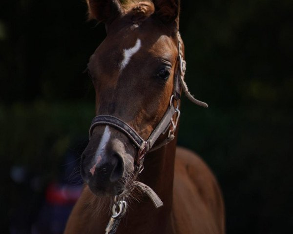 jumper Peaches (German Sport Horse, 2023, from Painter's Maxim)