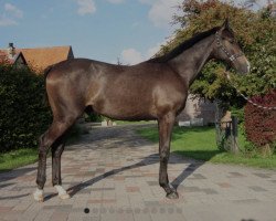 Pferd Hengst von Manoulito / Cornets Iberio (Westfale, 2022, von Manoulito)