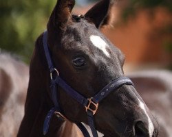 dressage horse Zeitgeist (German Sport Horse, 2023, from Zoomaton MW)