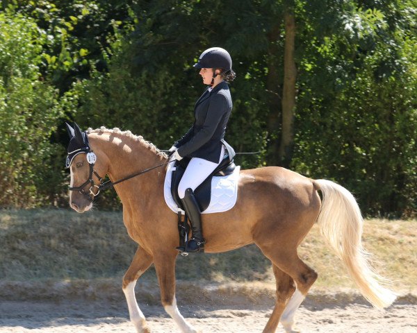 dressage horse Don de Vito (Holländisches riding ponies, 2011, from Don Carino du Bois)