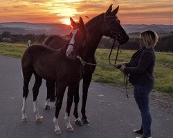 dressage horse Räubertochter (German Sport Horse, 2021, from Farewell III)