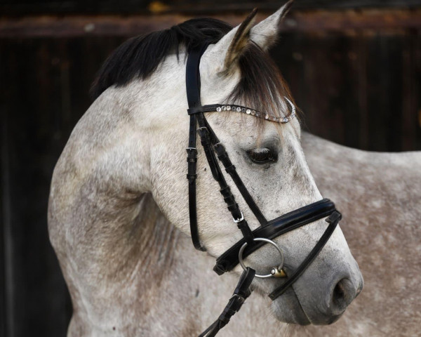 dressage horse Heuwegs Coldplay (German Riding Pony, 2017, from Soel'rings Cuvee)