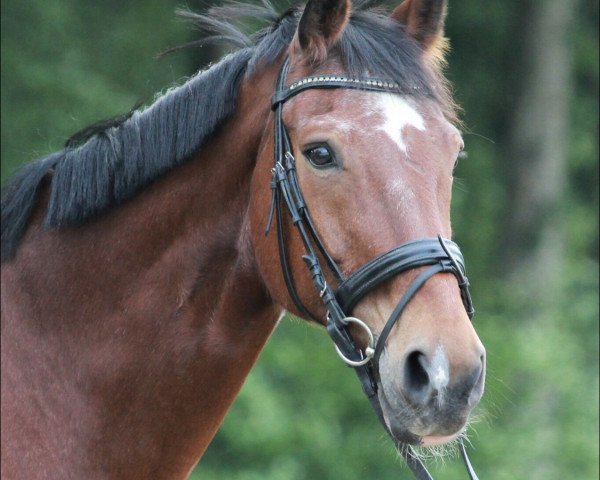 horse Graf von Grollok (Hanoverian, 1999, from Graf Top)