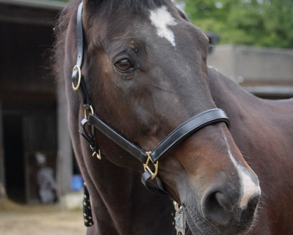 Pferd Lanzina (Rheinländer, 1999, von Lanciano)