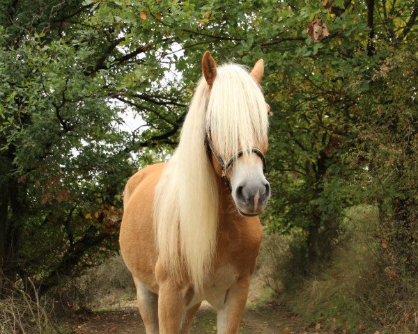 horse Hengst von Wales / Akadius B (Haflinger, 2018, from Wales)