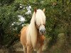 Pferd Hengst von Wales / Akadius B (Haflinger, 2018, von Wales)