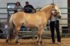 stallion GFF Jorgen (Fjord Horse, 2004, from Bayshore Hardy)