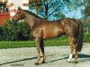 stallion Gabyscion (Selle Français, 1994, from Rosire)
