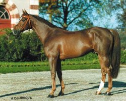 stallion Gabyscion (Selle Français, 1994, from Rosire)