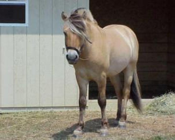 stallion Bayshore Hardy (Fjord Horse, 1999, from Gingard)