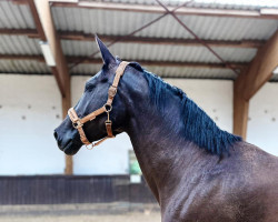 dressage horse Black Pearl 109 (Westphalian, 2014, from Belconi)