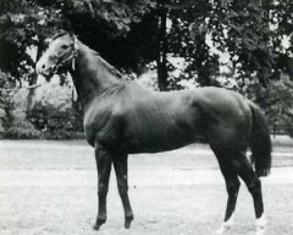 stallion River Peace xx (Thoroughbred, 1966, from Le Levanstell xx)