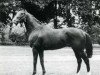 stallion River Peace xx (Thoroughbred, 1966, from Le Levanstell xx)