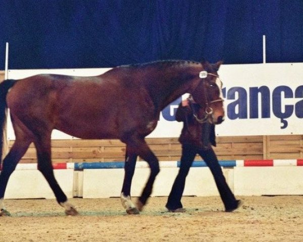 stallion Surcouf de Revel (Selle Français, 1984, from Jalisco B)