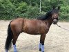 dressage horse Peter Pan 204 (unknown, 2018)