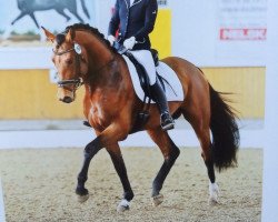 dressage horse Vio Vittorio (Westphalian, 2012, from Vitalis)