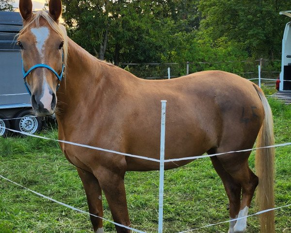 horse Majális (Akhal-Teke, 2015, from Kazbek)