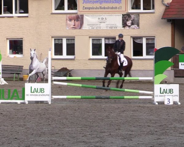Reitturnier Lgl.-Oberhain, B95 2021