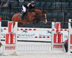 Zuchtstute Bull Run's Divine Fortune (KWPN (Niederländisches Warmblut), 2009, von Padinus)