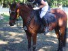 broodmare Scally 31 (German Riding Pony, 2011, from Mentano K)