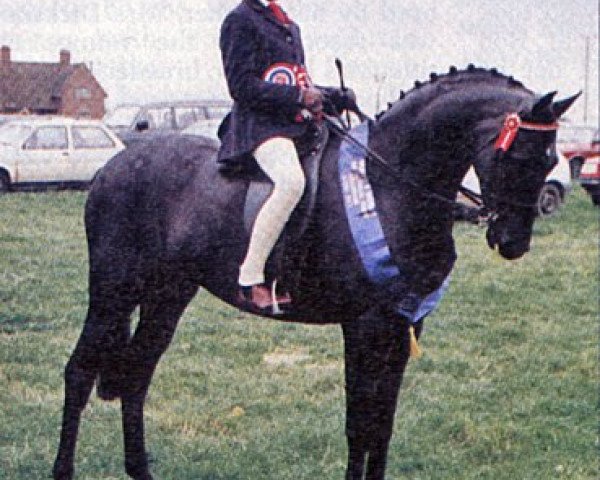 Pferd Cusop Dalton (British Riding Pony, 1986, von Cusop Fingerprint)