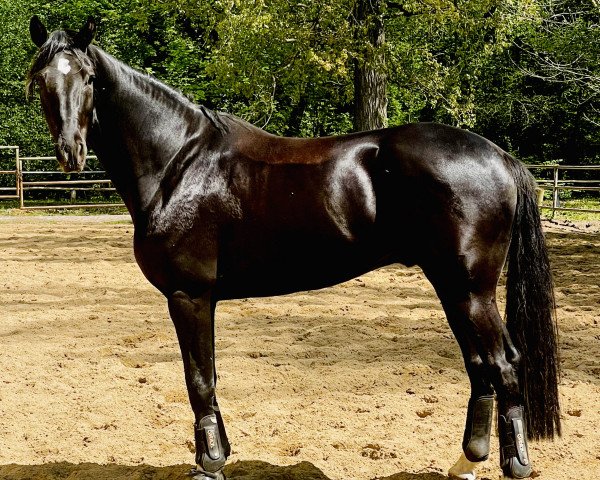 dressage horse Favorite Flavor (Hanoverian, 2019, from Florenz 71)