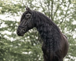 Dressurpferd Messou Bejou (Friese, 2011, von Mark E)