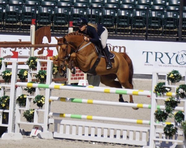 jumper Davos De Liebri Z (Zangersheide riding horse, 2015, from Diamant de Semilly)