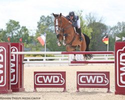 jumper Bull Run's Eternal (Belgian Warmblood, 2003, from Toulon)