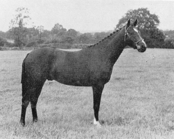 horse Tetworth Lovesong (British Riding Pony, 1964, from Chantain xx)