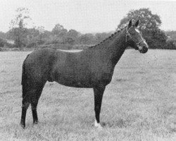 Pferd Tetworth Lovesong (British Riding Pony, 1964, von Chantain xx)