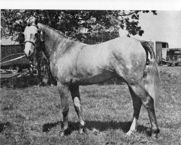 Pferd Lennel Coda (British Riding Pony, 1966, von Cusop Finalist)