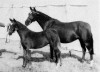 broodmare Kilbees Royal Return (British Riding Pony, 1954, from Grand Royal ox)