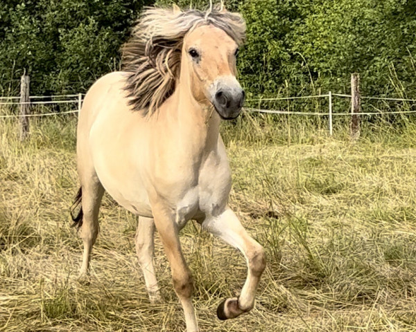 horse Isa (Fjord Horse, 2022, from Ismo)