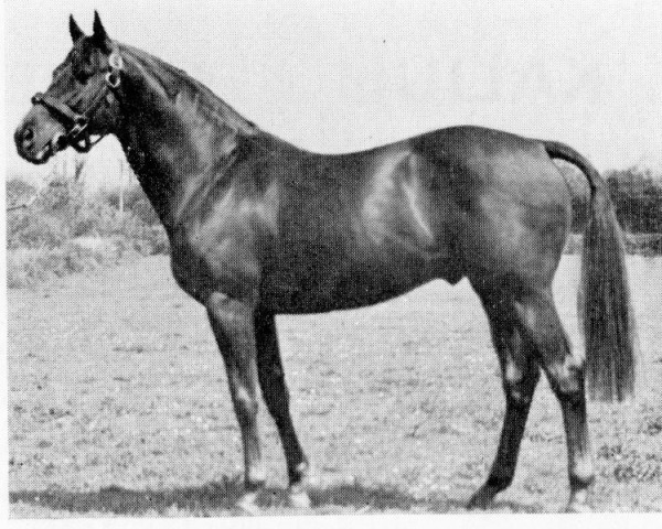 stallion Dropscotch xx (Thoroughbred, 1947, from Montrose xx)