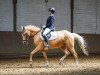 dressage horse Zaubernuss 3 (German Riding Pony, 2010, from Top Zento)