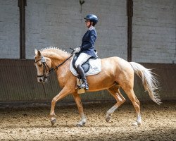 dressage horse Zaubernuss 3 (German Riding Pony, 2010, from Top Zento)