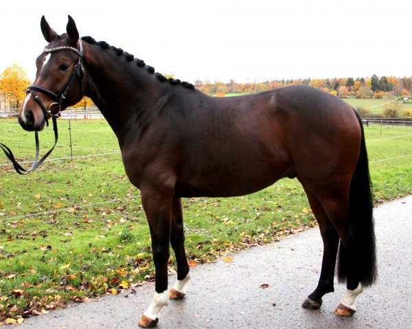 Dressurpferd Baron CQ (Deutsches Sportpferd, 2019, von Bon Amour Cuivre)