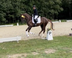 dressage horse Falego (Hanoverian, 2019, from Falihandro)