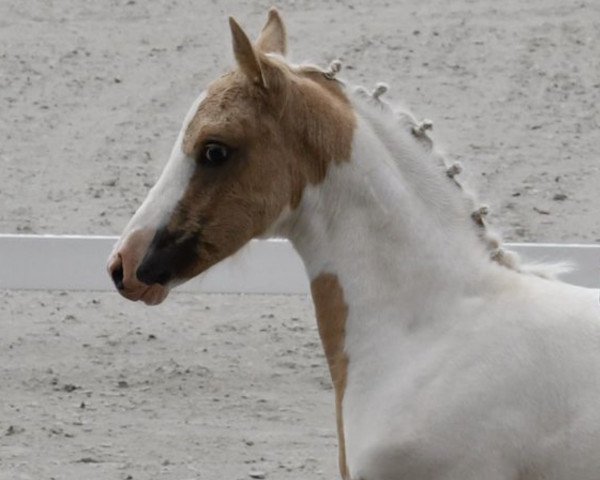 dressage horse Nikita Star (Lewitzer, 2023, from Nancho's Golden Star)