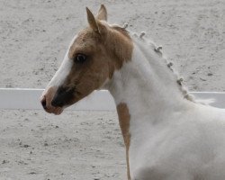 Dressurpferd Nikita Star (Lewitzer, 2023, von Nancho's Golden Star)