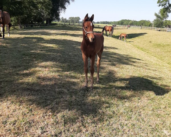 Springpferd Primrose (Holsteiner, 2022, von Chinchero)