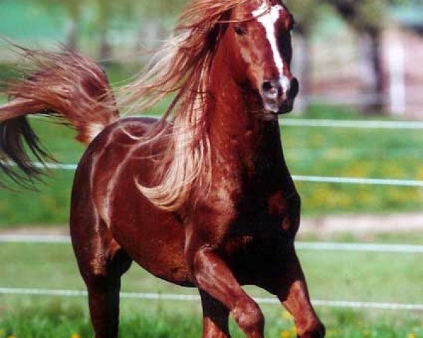 stallion Ibn Padron ox (Arabian thoroughbred, 1992, from Padron 1977 ox)