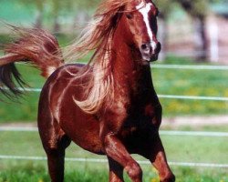 stallion Ibn Padron ox (Arabian thoroughbred, 1992, from Padron 1977 ox)